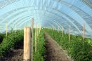 Inside a greenhouse made with plastic.